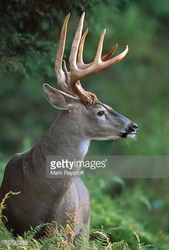 Deer Profile, Outdoor Tattoos, Deer Reference, Deer Pics, Horned Animals, Deer Eyes, Whitetail Deer Pictures, Water Deer, Deer Ears