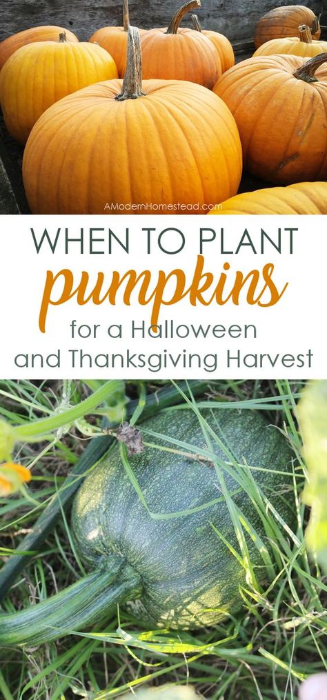 Dreaming of homegrown pumpkins for Halloween and Thanksgiving? Find out when to plant pumpkins for the perfect fall harvest! Plant Pumpkins, When To Plant Pumpkins, Pumpkins For Halloween, Planting Pumpkins, Pumpkin Garden, Growing Pumpkins, When To Plant, Garden Veggies, Home Vegetable Garden