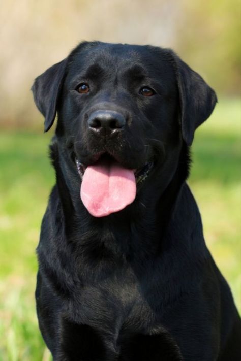 Labrador Price In India Labrador Puppy Training, Lab Pups, Labrador Retriever Facts, Labrador Retriever Training, Ras Anjing, Labrador Noir, Labrador Dogs, Black Labrador Dog, Chocolate Labrador Retriever