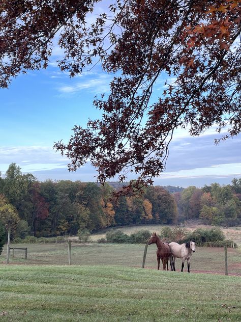 horses enjoying a crisp fall morning Crisp Fall Morning, Aesthetic 2024, Fall Morning, Autumn Morning, Fall Aesthetic, Fall Fun, Horses, Quick Saves