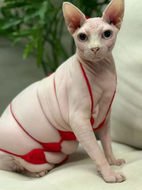 Hairless Cat Aesthetic, Fat Hairless Cat, Cat Memes Laughing, Naked Cat, Hairless Animals, Lykoi Cat, Cute Hairless Cat, Hairless Cats, An Organized Home