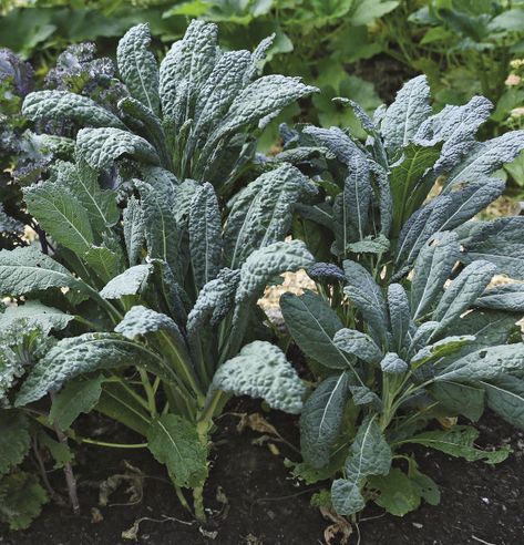 Kale Growing, Kale Garden, Plant Sanctuary, Efficient Gardening, Apartment Vegetable Garden, Shady Border, Pnw Garden, Kale Plant, Growing Kale