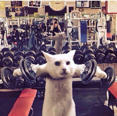 Cat Gym, Cat Work, Gym Memes, Gym Humor, Funny Cat Pictures, Workout Humor, Silly Cats, Cat Pics, The Gym