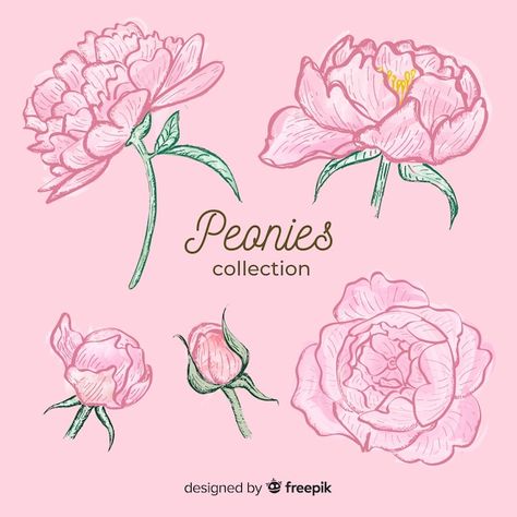 Collection of hand drawn peony flowers | Free Vector #Freepik #freevector #flower #wedding #floral #flowers Draw Peonies, Peony Flower Drawing, Peonies Drawing, Peony Drawing, Peony Illustration, Print Scarf Design, The Finder, Watercolor Peonies, Embroidery Template