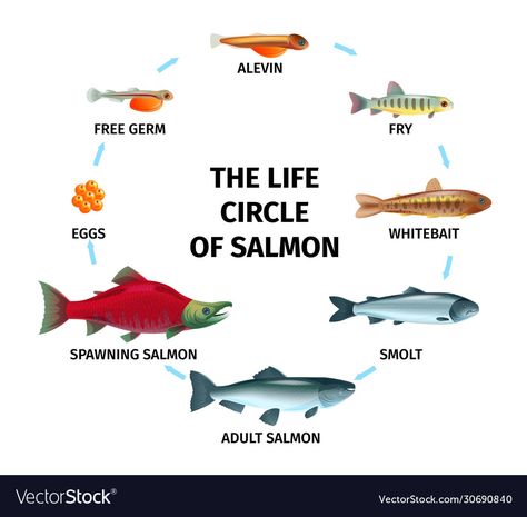 Underrated Animals, Salmon Life Cycle, Salmon Drawing, Fish Life Cycle, Circle Composition, August Activities, Interpretive Signage, Life Circle, Image Of Fish