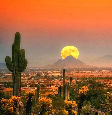 Desert Pictures, Desert Aesthetic, Arizona Sunset, Desert Life, Desert Art, Pretty Landscapes, Southwest Art, Desert Landscape, Pretty Sky