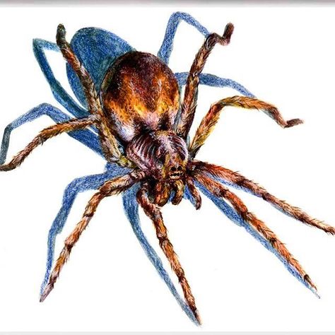 Fun spider watercolor science illustration circa 2015 #spiderart #spider #wolfspider #tarantula #arachnids #arachnophobia Spider Poster, Spider Illustration, Spider Drawing, Wolf Spider, Science Decor, Biology Art, Science Illustration, Bug Art, Spider Art