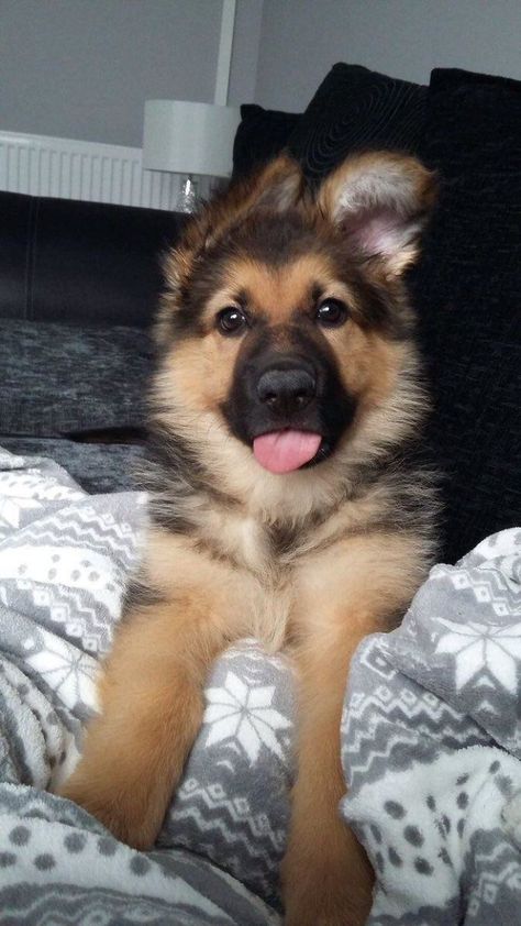 Adorable German Shepherd German Puppies Shepherd, German Puppy Shepherd, Cute Puppy German Shepherds, Adorable German Shepherd, Cute Dogs Puppies, Dogs And Puppies Pictures, German Shepherd Dogs Puppy, Puppy German Shepard, Cute German Shepherds