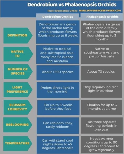 Difference Between Dendrobium and Phalaenopsis Orchids 3 Neuromuscular Junction, High Fever, Plant Cell, The Cell, Breast Milk, Amino Acids, Plexus Products, Orchids, Medical