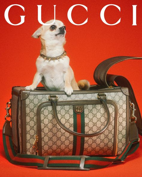 Gucci Pet, Gucci Dog, Pet Magazine, Accessories For Dogs, Luxury Pet Beds, Creative Bag, Dog Bag, Luxury Pet, Wolf Dog