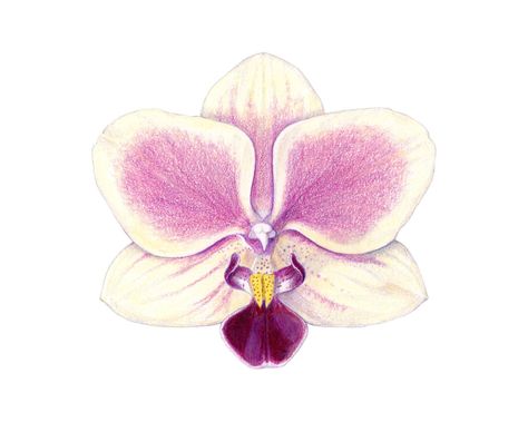 Orchid Drawing, Orchids Painting, Arte Inspo, Arte Sketchbook, Color Pencil Drawing, Orchid Flower, الرسومات اللطيفة, Art Drawings Sketches, Botanical Illustration