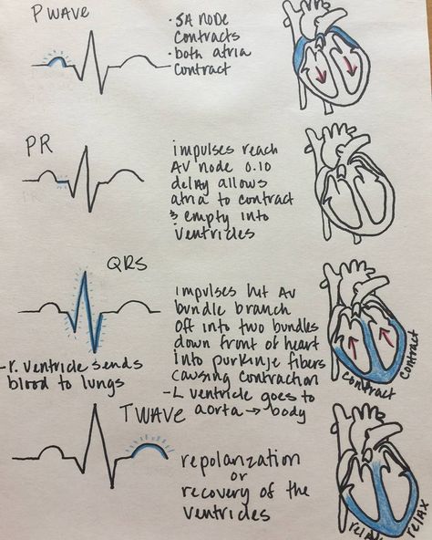 Medical Assistant School, Cardiac Cycle, Studie Hacks, Medical Assistant Student, Nursing School Motivation, Nurse Study Notes, Nursing Student Tips, Nursing Mnemonics, Medical Student Study