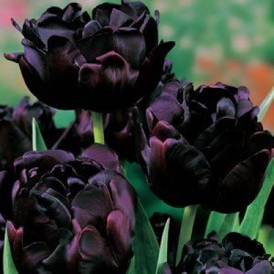 Ten Really Great (Almost) Black Flowers To Plant In Your Garden - Here By Design Witchy Garden, Flowers To Plant, Gothic Flowers, Goth Garden, Gothic Garden, Midnight Garden, Winter Plants, Black Garden, Dark Flowers