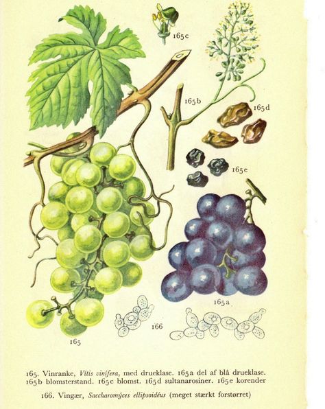 Vitis vinifera Botanical Wine Illustration, Garden Labels, Insect Print, Fruit Illustration, Vitis Vinifera, Botanical Illustration, Botanical Art, Wood Design, Botanical Prints