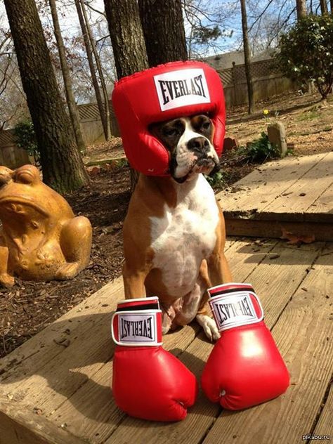 Baby Boxer Puppies, Boxer Dogs Facts, Loyal Dog Breeds, Boxer Dog Breed, Boxer Dog Puppy, Boxer Dogs Funny, Funny Boxer, Cute Boxers, Boxer (dog)