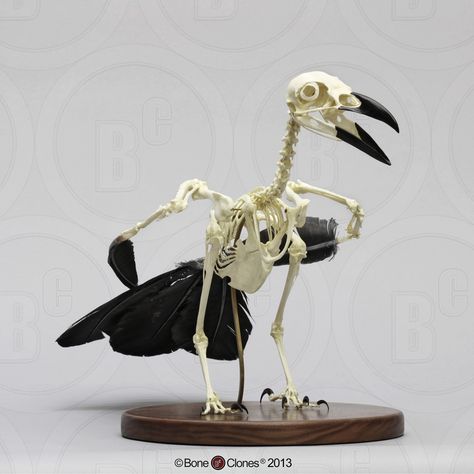 Articulated Flying Raven Skeleton - Bone Clones, Inc. - Osteological Reproductions Raven Skeleton, Bird Bones, Wet Specimen, Animal Skeletons, Vulture Culture, Skeleton Bones, Crows Ravens, Animal Bones, Bird Skull