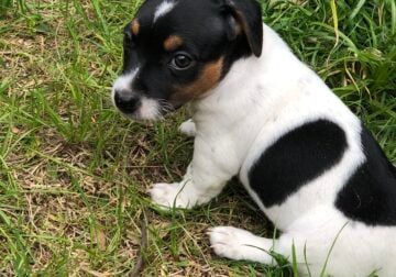 Jack Russell Terrier for Sale - Latest Pet Ads | Petclassifieds.com Jack Russell Puppy, Jack Russell Terrier Puppies, Jack Russell Puppies, Puppies For Sale Near Me, Terrier Puppies, Puppy Adoption, Russell Terrier, Jack Russell Terrier, Jack Russell