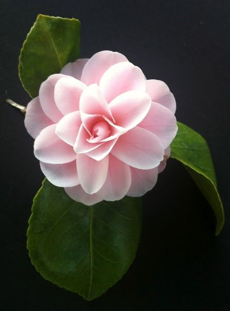 perfection Camila Flower, Green Backyard, Beautiful Pink Flowers, Camellia Flower, Unusual Flowers, Traditional Garden, Flowers Nature, Beautiful Blooms, Note To Self