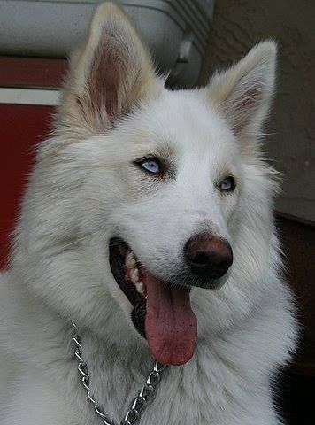 White Wolf Dog, White Gsd, European Doberman, Swiss Shepherd, German Shepherd Husky, Mata Biru, White Husky, White German Shepherd, Gsd Dog