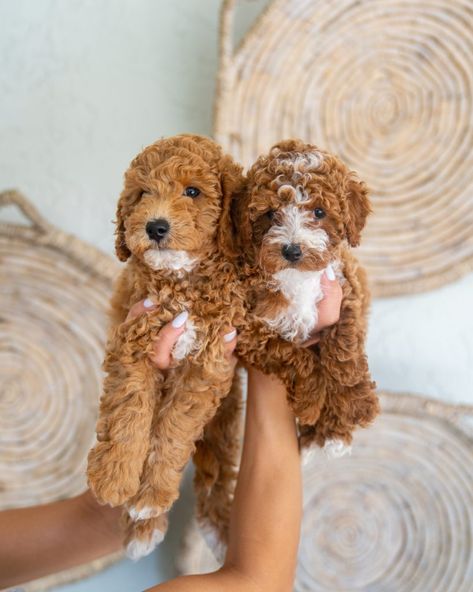 Mini Goldendoodle Generations (F1, F1B, F2, F2B, F2BB, F3): What Do They Mean? Goldendoodle Puppy Haircut, Mini Goldendoodle Full Grown, Golden Doodle Mini, Mini Golden Doodle Puppy, Micro Mini Goldendoodle, Goldendoodle Full Grown, White Goldendoodle, Goldendoodle Mini, Mini Cockapoo