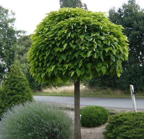 Catalpa tree Catalpa Bignonioides, Trees For Front Yard, Small City Garden, Patio Interior, Ornamental Trees, City Garden, Olive Garden, Deciduous Trees, Garden Trees