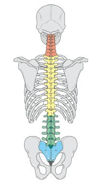 Back Anatomy, Spine Drawing, Spinal Column, Skeleton Anatomy, Human Spine, Skeletal System, Human Body Anatomy, Human Anatomy Drawing, Human Skeleton