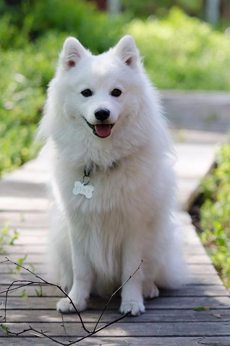 Spitz Dog Breeds, Japanese Spitz Puppy, Japanese Spitz Dog, Spitz Puppy, Spitz Pomeranian, Spitz Dog, Spitz Dogs, Fox Dog