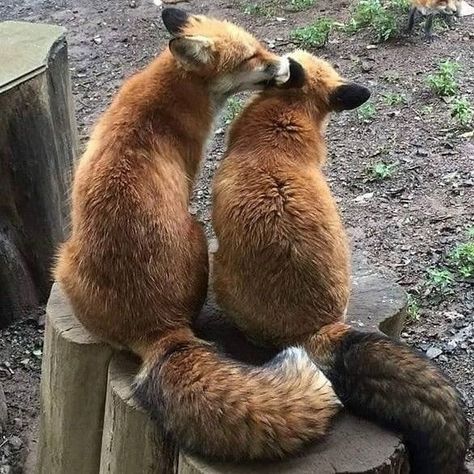 Animal Couples, Fuchs Baby, Brown Bears, Pet Fox, Animale Rare, Cute Fox, Sweet Animals, Animal Photo, Nature Animals