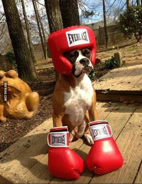 A boxer with boxing gloves. Argument nonexistent. Ras Anjing, Funny Boxer, Cute Boxers, Dog White, Psy I Szczenięta, Boxer Puppy, Boxer Puppies, Dog Costumes, Boxer Dogs