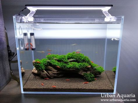 Urban Aquaria: 13 Litre Nano Tank. Like this boxwood with plants Fresh Water Shrimp Tank, Simple Planted Aquarium, Planted Nano Tank, Nano Tank Aquascape, Minimalist Fish Tank, Simple Aquarium Ideas, Shrimp Tank Aquascape, Shrimp Aquascape, Nano Shrimp Tank