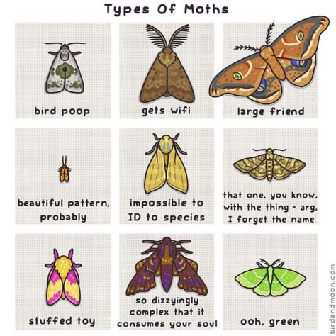 Types Of Moths, Cute Moth, Moth Art, Cool Bugs, Bugs And Insects, Drawing Tips, Cute Little Animals, Drawing Reference, Animal Drawings