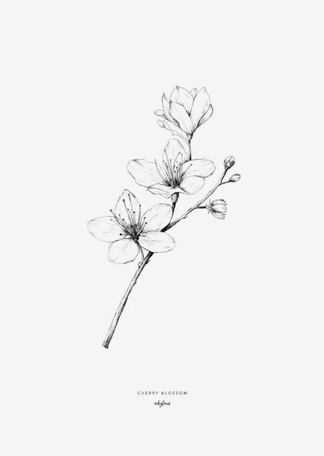 Sprig Tattoo, Hur Man Ritar Blommor, Flower Tattoo Drawings, Blossom Tattoo, Cherry Blossom Tattoo, Flower Sketches, Blossoms Art, Simple Flower, Trendy Flowers