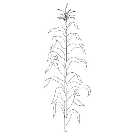 Corn Stalk-L03506* Corn Plant Drawing, Indian Corn Drawing, How To Draw Corn Stalks, Corn Maze Drawing, Corn Tattoo Ideas, Corn Tattoo Small, Corn Stalk Drawing, Corn Stalk Tattoo, Corn Field Drawing