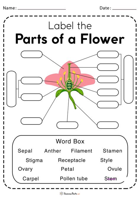 Parts of a Flower Worksheet - Free Printable Flowering And Non Flowering Plants Worksheet, Parts Of Flower Diagram, Flower Parts Diagram, Part Of Flower Worksheet, Flower Parts Worksheet, Flower Parts Project, Flower Parts For Kids, Parts Of A Flower Activity, Parts Of Flower Worksheet