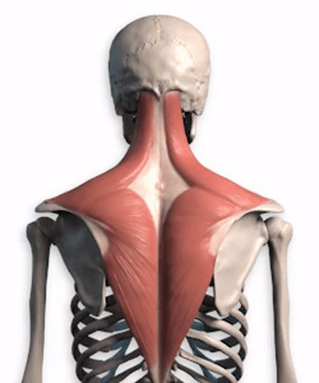 Middle portion of the trapezius showing how it moves Trapezius Reference, Proko Anatomy Torso, Trapezius Muscle Anatomy, Trapezius Anatomy, Back Muscles Anatomy, Proko Anatomy, Animation Anatomy, Back Anatomy, Punkty Spustowe