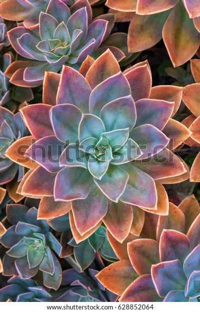 Succulents Wallpaper, Succulent Photography, Purple Succulents, Rock Flowers, Succulent Art, Colorful Succulents, Succulent Wall, Succulent Gardening, Nail Colours