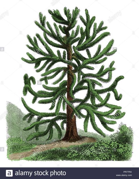 Download this stock image: 19th century illustration of araucaria araucana, known as monkey puzzle tree, monkey tail tree, Chilean pine, or pehuen. Published in Systematischer B - PR77RX from Alamy's library of millions of high resolution stock photos, illustrations and vectors. 19th Century Illustration, Tree Monkey, Puzzle Tree, Monkey Puzzle Tree, Monkey Puzzle, December Challenge, B Image, Tree Illustration, Tree Drawing