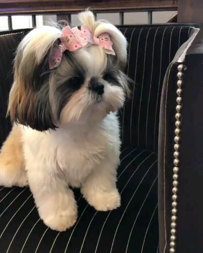 Imperial Shih Tzu Haircuts, Teddy Bear Cut Shih Tzu, Shitzu Dogs Haircuts, Dog Shitzu, Shih Tzu Hair Styles, Dog Grooming Shih Tzu, Shih Tuz, Shih Tzu Haircuts, Perro Shih Tzu