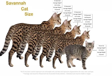 F3 Savannah Cat, Savanna Cat, Bengal Cat Breeders, Serval Cat, Savannah Kitten, Savannah Cats, Domestic Cat Breeds, Huge Cat, Serval Cats