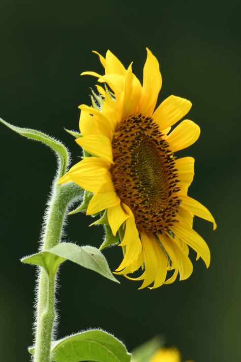 TC5_6634 sunflower sideways | Trisha B. | Flickr Sketching Flowers, Yeah Yeah, Art Class, Art Classes, Sunflower, Yellow, Plants, Flowers, Green