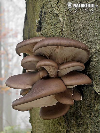 Oyster Mushroom Mushroom Pictures, Oyster Mushroom Images | NaturePhoto Mushroom Photos, Different Types Of Succulents, Macro Photography Nature, Mushroom Images, Mushroom Plant, Mushroom Pictures, Mushroom Tattoos, Oyster Mushroom, Mushroom Drawing