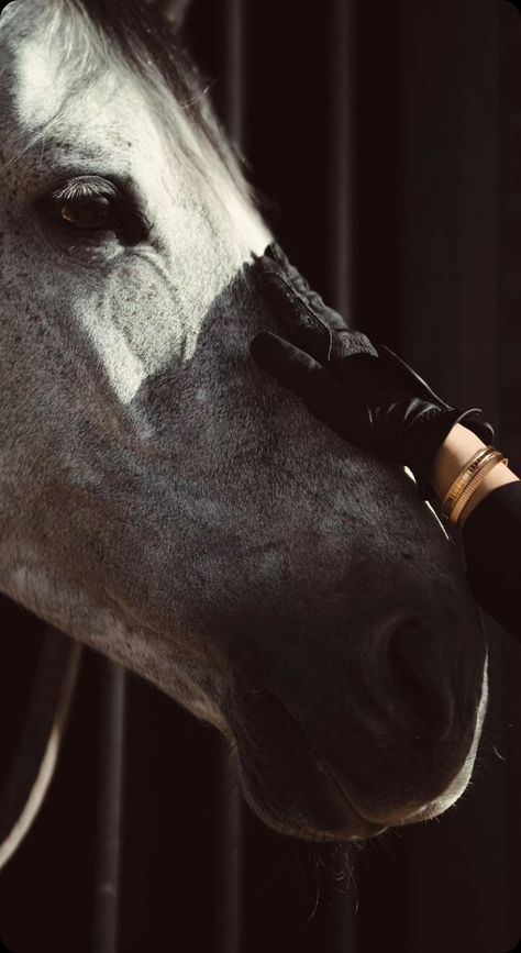 Aesthetic Horses, Dressage Competition, Horsey Life, Horse Riding Aesthetic, Equestrian Aesthetic, Horse Aesthetic, Horse Videos, Horse Horse, Grey Horse