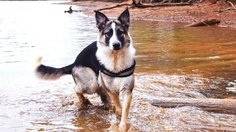 20 Things You Didn't Know about The Panda German Shepherd Panda Shepherd, Panda German Shepherd, German Shepherd Shedding, Shepard Dog, Shepherd Dog Breeds, White Shepherd, American Kennel Club, Pembroke Welsh Corgi, Bernese Mountain