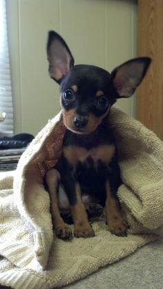 Miniature Pincher Puppies, Min Pin Chihuahua Mix Puppies, Pinscher 0, Chipin Dog, Mini Chihuahua, Pincher Dog, Miniature Pinscher Puppy, Miniature Pinscher Mix, Miniature Pinscher Dog