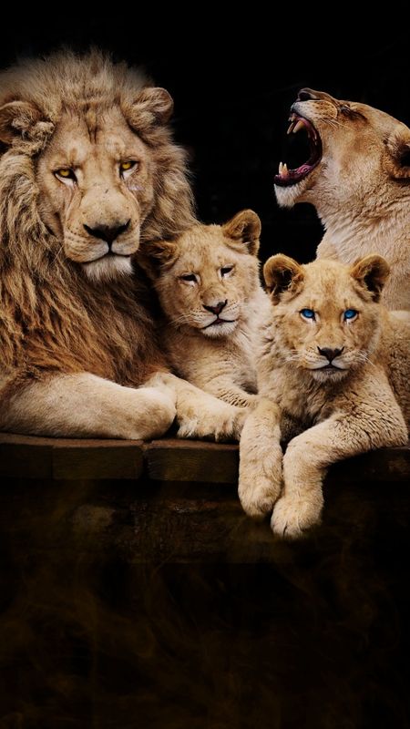 Lions Art, Lion Couple, Regnul Animal, Lion Family, Lion Artwork, Lion Photography, Lions Photos, Lion Love, Tiger Pictures