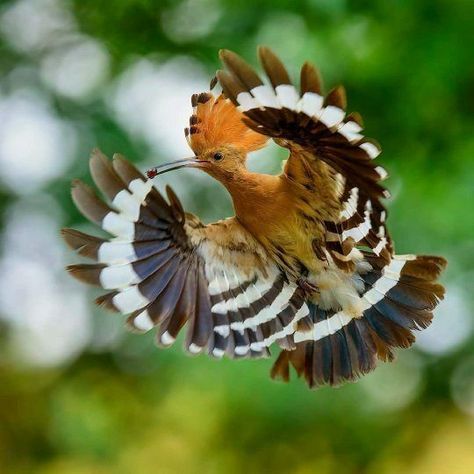 A beautiful Hoopoe bird in flight. Hoopoes are colorful birds found across Europe, Asia, and North Africa, Sub-Saharan Africa and Madagascar. Most European and north Asian birds migrate to the tropics in winter while the African populations are sedentary all year. These birds are recognized by their distinct "crown" of feathers. An interesting fact about their behaviour is that hoopoes like to sunbathe by spreading out their wings and tail low against the ground and tilting their head up; Birds Reference, Asian Birds, Woodpecker Art, Hoopoe Bird, South African Birds, Bird Reference, Bunny Images, Painted Ceramics, Bird In Flight