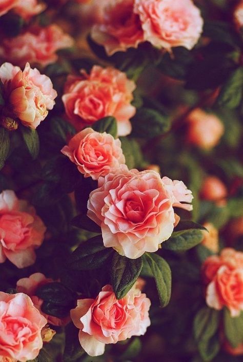 Colorful Roses, Most Beautiful Flowers, Sweet Nothings, Love Flowers, Flower Wallpaper, My Flower, Pretty Flowers, In The Garden, Flower Power