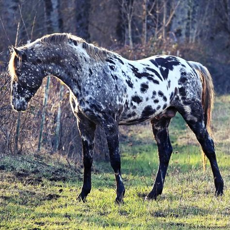 Black Appaloosa, Leopard Appaloosa, Percheron Horses, Horse Markings, Horse Riding Quotes, Horse Inspiration, Horse Riding Clothes, Most Beautiful Horses, Appaloosa Horses