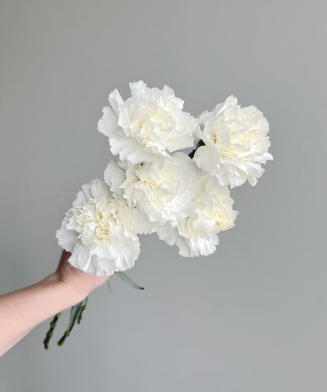 Carnations White Carnations For Wedding, White Carnations Bouquet, Carnation Flower Wedding, White Carnations Wedding, Carnation Bouquet Wedding, Wedding Carnations, White Stock Flower, Phalaenopsis Bouquet, White Carnation Bouquet