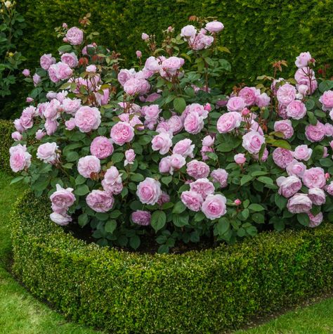 Olivia Rose | David Austin roses Roses Garden Care, Rosen Beet, David Austin Rose, Funny Vine, Rose Garden Design, Olivia Rose, Desain Lanskap, Garden Wallpaper, Shrub Roses